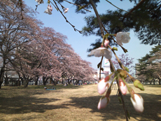 150331sakura_w230.jpg