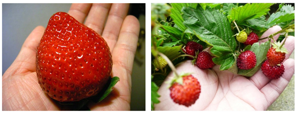 8倍体栽培イチゴと2倍体野生イチゴの写真