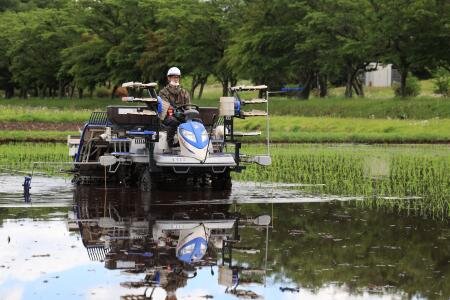 農場で職員がトラクターを運転して田植えをしている写真