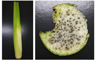 収穫適期のマコモタケ（左）と収穫適期を過ぎて黒稲菌の冬胞子が増殖したマコモタケ