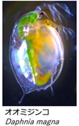 オオミジンコ