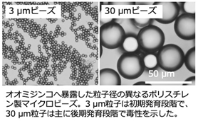 オオミジンコへ暴露した粒子径の異なるポリエスチレン製マイクロビーズ。3µm粒子は初期発育段階で、30 µm粒子は主に後期発育段階で毒性を示した。
