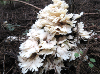 スギヒラタケの子実体