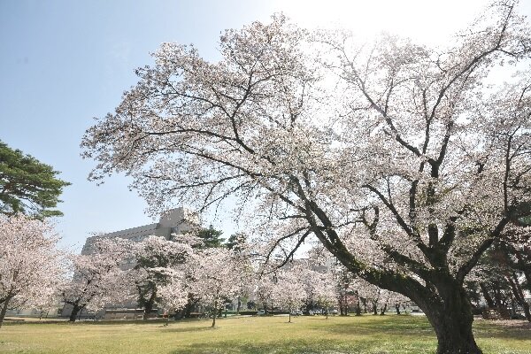 陽東キャンパスの桜